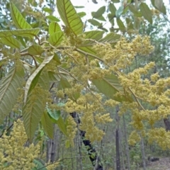 Pomaderris aspera (Hazel Pomaderris) at Tidbinbilla Nature Reserve - 14 Nov 2014 by galah681