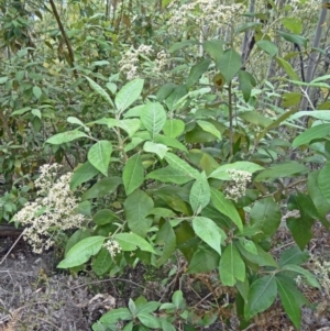 Olearia argophylla at Paddys River, ACT - 15 Nov 2014 09:16 AM