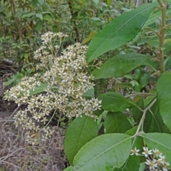 Olearia argophylla at Paddys River, ACT - 15 Nov 2014 09:16 AM