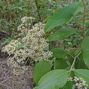 Olearia argophylla at Paddys River, ACT - 15 Nov 2014 09:16 AM