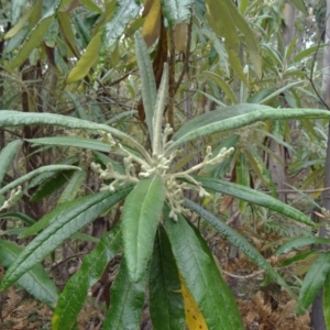 Bedfordia arborescens at Paddys River, ACT - 15 Nov 2014