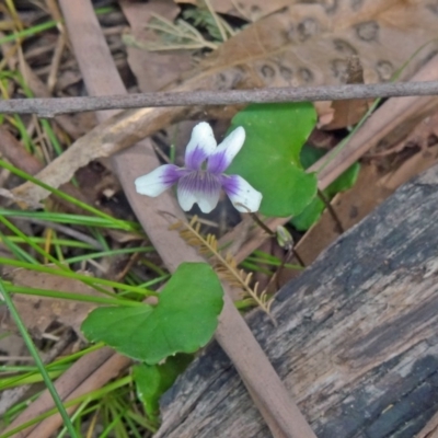 Viola hederacea (Ivy-leaved Violet) at Paddys River, ACT - 15 Nov 2014 by galah681