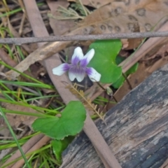 Viola hederacea (Ivy-leaved Violet) at Paddys River, ACT - 14 Nov 2014 by galah681