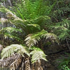 Dicksonia antarctica (Soft Treefern) at Paddys River, ACT - 14 Nov 2014 by galah681