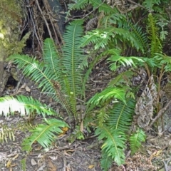 Blechnum nudum (Fishbone Water Fern) at Tidbinbilla Nature Reserve - 14 Nov 2014 by galah681