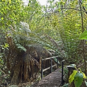 Dicksonia antarctica at Paddys River, ACT - suppressed