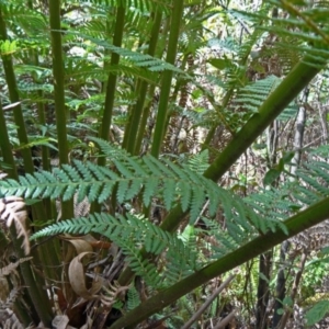 Dicksonia antarctica at Paddys River, ACT - suppressed