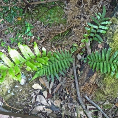 Blechnum minus (Soft Water Fern) at Paddys River, ACT - 15 Nov 2014 by galah681