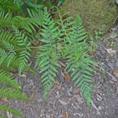 Pteridium esculentum (Bracken) at Paddys River, ACT - 15 Nov 2014 by galah681