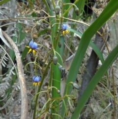 Dianella tasmanica (Tasman Flax Lily) at Paddys River, ACT - 14 Nov 2014 by galah681