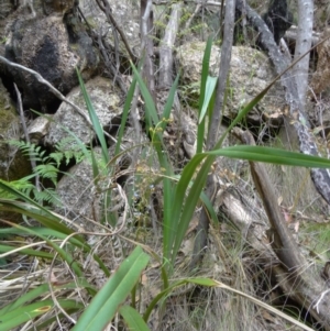 Dianella tasmanica at Paddys River, ACT - 15 Nov 2014