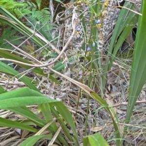 Dianella tasmanica at Paddys River, ACT - 15 Nov 2014