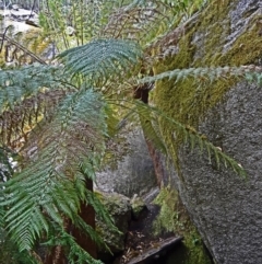 Dicksonia antarctica (Soft Treefern) at Tidbinbilla Nature Reserve - 14 Nov 2014 by galah681