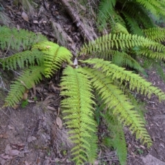 Polystichum proliferum (Mother Shield Fern) at Tidbinbilla Nature Reserve - 14 Nov 2014 by galah681