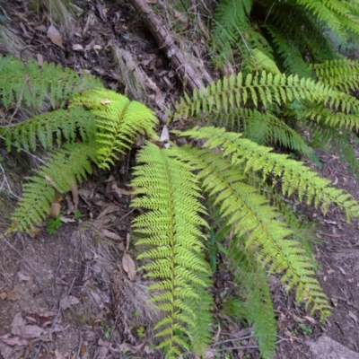 Polystichum proliferum (Mother Shield Fern) at Paddys River, ACT - 14 Nov 2014 by galah681