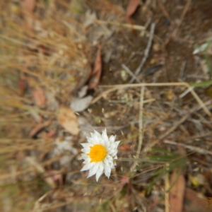 Leucochrysum albicans subsp. tricolor at Symonston, ACT - 16 Nov 2014 02:57 PM