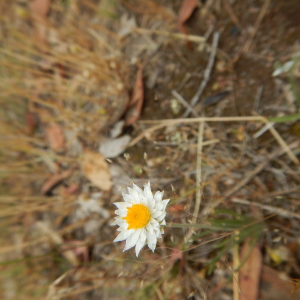 Leucochrysum albicans subsp. tricolor at Symonston, ACT - 16 Nov 2014