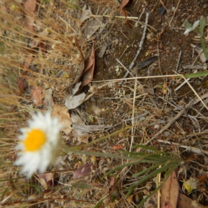 Leucochrysum albicans subsp. tricolor at Symonston, ACT - 16 Nov 2014 02:57 PM