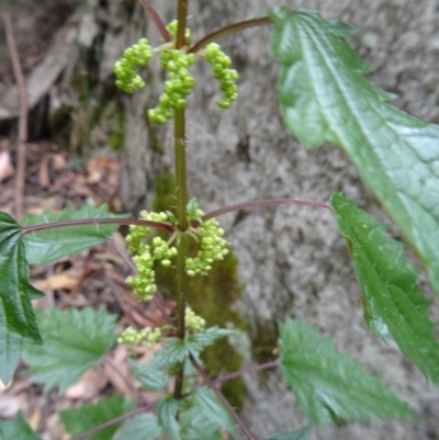 Urtica incisa (Stinging Nettle) at Tidbinbilla Nature Reserve - 14 Nov 2014 by galah681