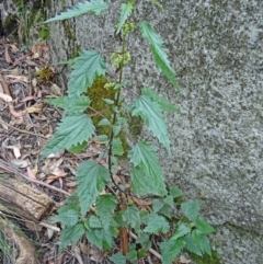 Urtica incisa at Paddys River, ACT - 15 Nov 2014