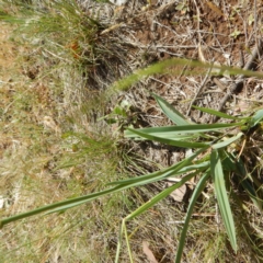 Dianella sp. aff. longifolia (Benambra) (Pale Flax Lily, Blue Flax Lily) at Callum Brae - 16 Nov 2014 by MichaelMulvaney