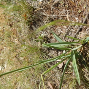 Dianella sp. aff. longifolia (Benambra) at Symonston, ACT - 16 Nov 2014