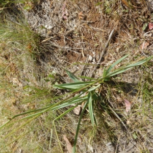 Dianella sp. aff. longifolia (Benambra) at Symonston, ACT - 16 Nov 2014