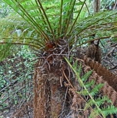 Dicksonia antarctica (Soft Treefern) at Paddys River, ACT - 14 Nov 2014 by galah681