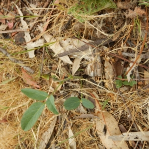 Oxytes brachypoda at Jerrabomberra, ACT - 16 Nov 2014