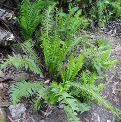 Blechnum nudum (Fishbone Water Fern) at Tidbinbilla Nature Reserve - 14 Nov 2014 by galah681