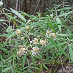 Olearia lirata (Snowy Daisybush) at Paddys River, ACT - 15 Nov 2014 by galah681