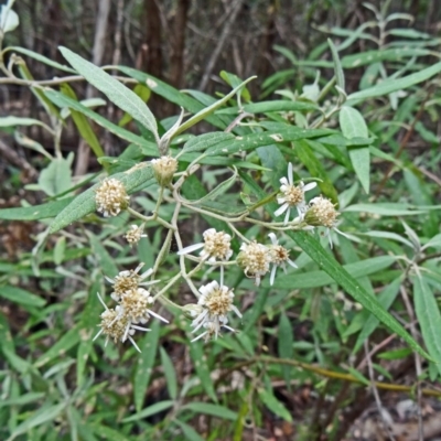 Olearia lirata (Snowy Daisybush) at Tidbinbilla Nature Reserve - 14 Nov 2014 by galah681