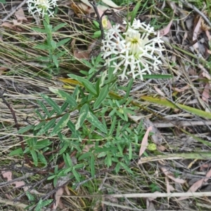 Pimelea linifolia at Paddys River, ACT - 15 Nov 2014 10:15 AM