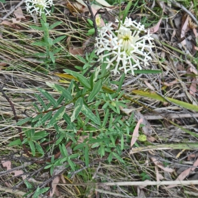 Pimelea linifolia (Slender Rice Flower) at Tidbinbilla Nature Reserve - 14 Nov 2014 by galah681