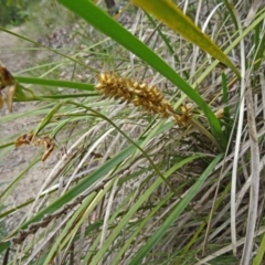 Lomandra longifolia (Spiny-headed Mat-rush, Honey Reed) at Paddys River, ACT - 14 Nov 2014 by galah681