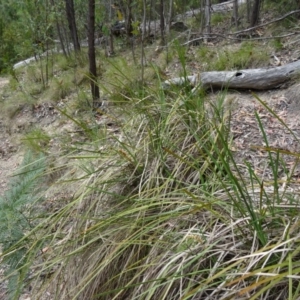 Lomandra longifolia at Paddys River, ACT - 15 Nov 2014 10:19 AM