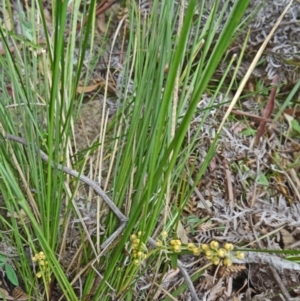 Lomandra filiformis subsp. filiformis at Paddys River, ACT - 15 Nov 2014