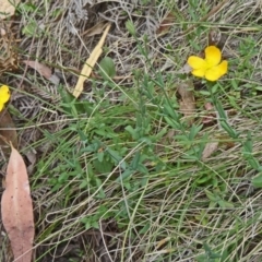 Hypericum gramineum (Small St Johns Wort) at Paddys River, ACT - 14 Nov 2014 by galah681