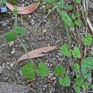 Veronica calycina at Paddys River, ACT - 15 Nov 2014 10:22 AM