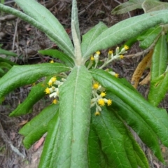 Bedfordia arborescens (Blanket Bush) at Tidbinbilla Nature Reserve - 14 Nov 2014 by galah681