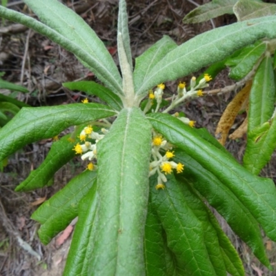 Bedfordia arborescens (Blanket Bush) at Tidbinbilla Nature Reserve - 14 Nov 2014 by galah681