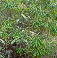 Bedfordia arborescens at Paddys River, ACT - 15 Nov 2014