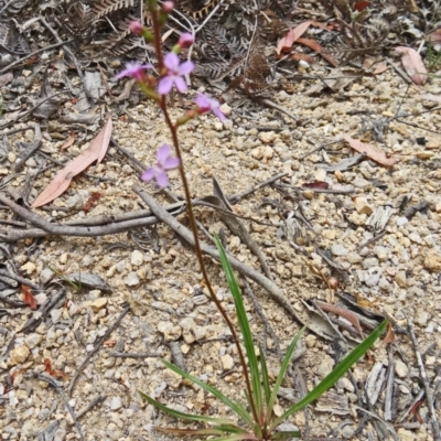 Stylidium armeria subsp. armeria (Trigger Plant) at Tidbinbilla Nature Reserve - 14 Nov 2014 by galah681