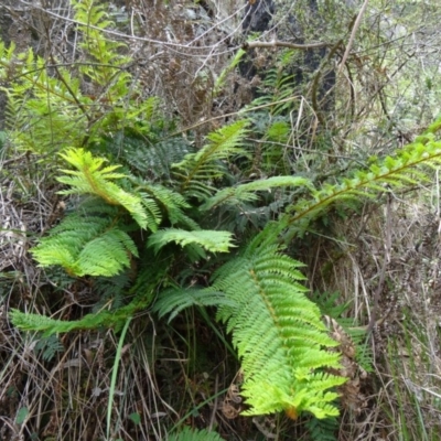 Polystichum proliferum at Tidbinbilla Nature Reserve - 15 Nov 2014 by galah681