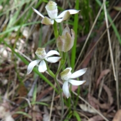 Caladenia moschata (Musky Caps) at Paddys River, ACT - 15 Nov 2014 by galah681