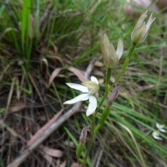 Caladenia moschata at Paddys River, ACT - 15 Nov 2014