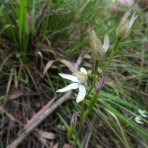 Caladenia moschata at Paddys River, ACT - suppressed