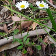 Unidentified at Tidbinbilla Nature Reserve - 15 Nov 2014 by galah681