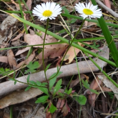 Unverified at Tidbinbilla Nature Reserve - 15 Nov 2014 by galah681