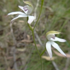 Caladenia moschata (Musky Caps) at Tidbinbilla Nature Reserve - 15 Nov 2014 by galah681